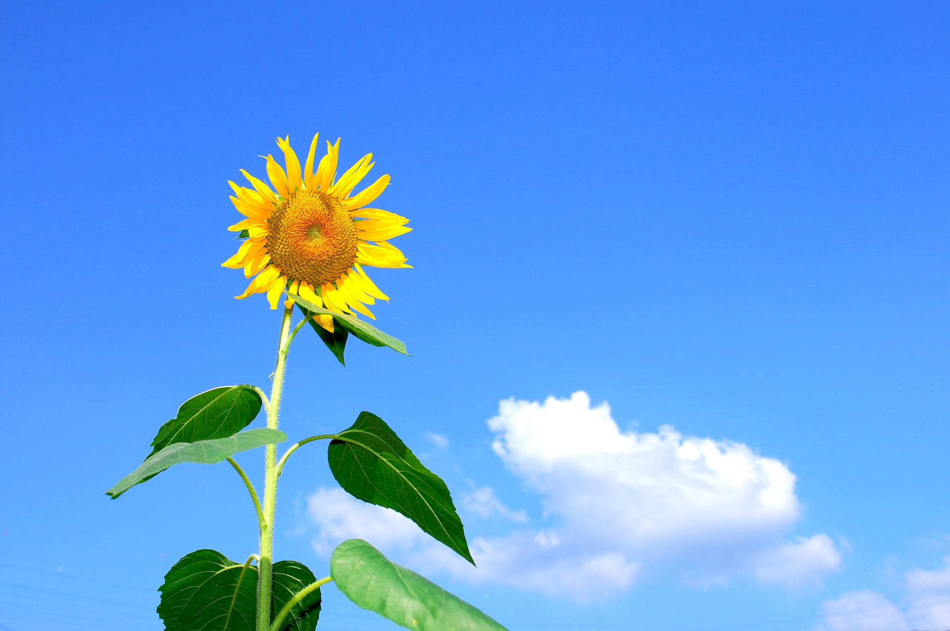 sunflower blooming during daytime