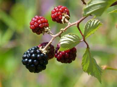 berries berry blackberry branch